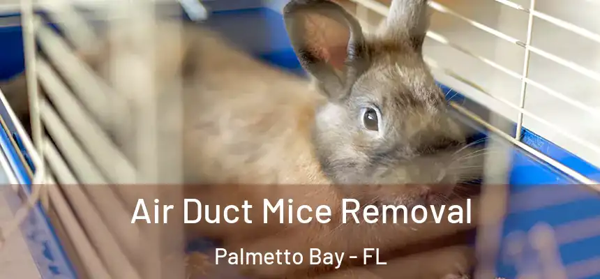 Air Duct Mice Removal Palmetto Bay - FL